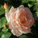 Троянда Мартін Гійо (Роза Martine Guillot)